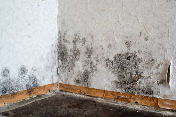 Best Carpet water damage restoration  in Flandreau, SD